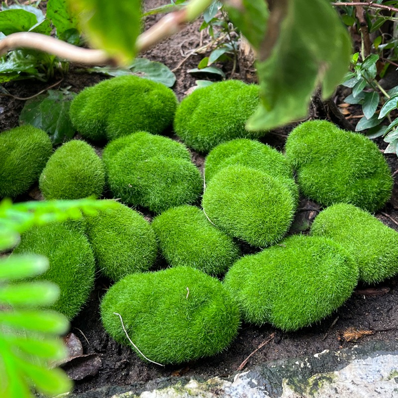 100/5PCS Artificial Moss Rock  - Sphagnum Moss Dry 评论和价格