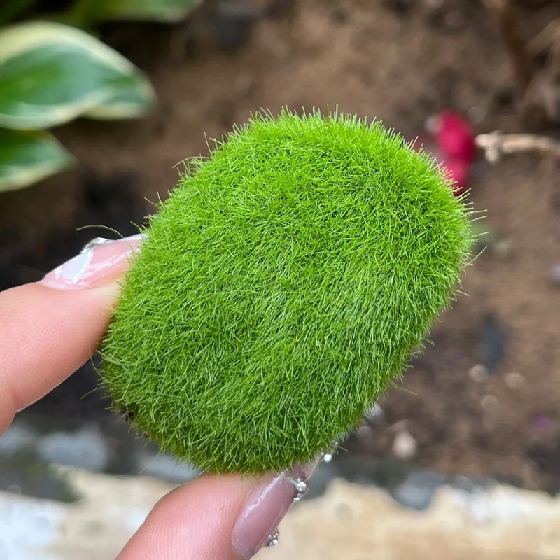 100/5PCS Artificial Moss Rock  - Sphagnum Moss Dry 评论和价格
