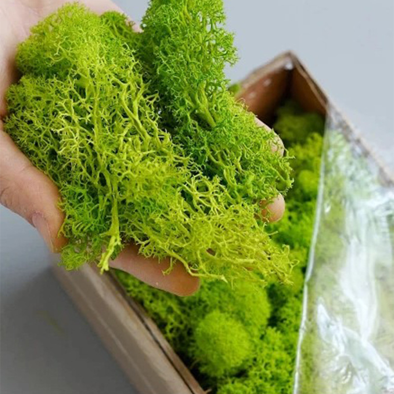 Artificial Green Plants Mini L - Sphagnum Moss Dry 评论和价格