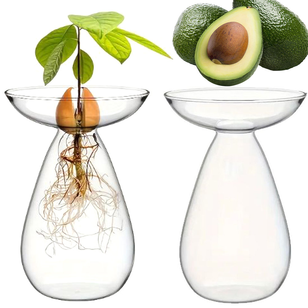 Avocado Seed Starter Vase Tran - Propagation Station Vase 评论和价格