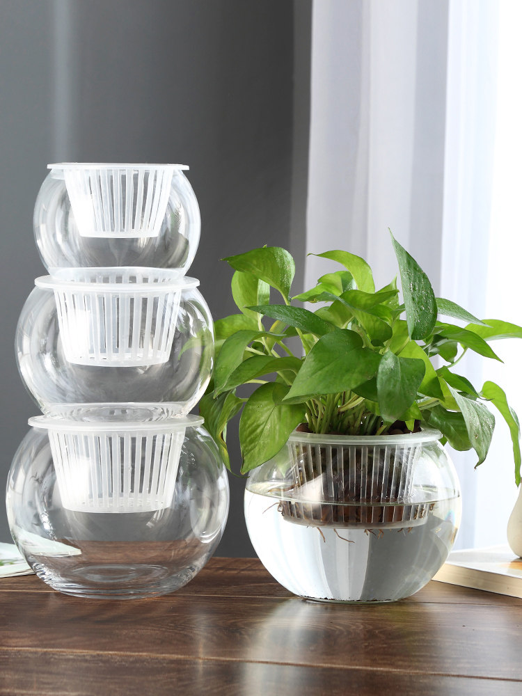 Hydroponic Glass Vase Glass Gr - Propagation Station Vase 评论和价格