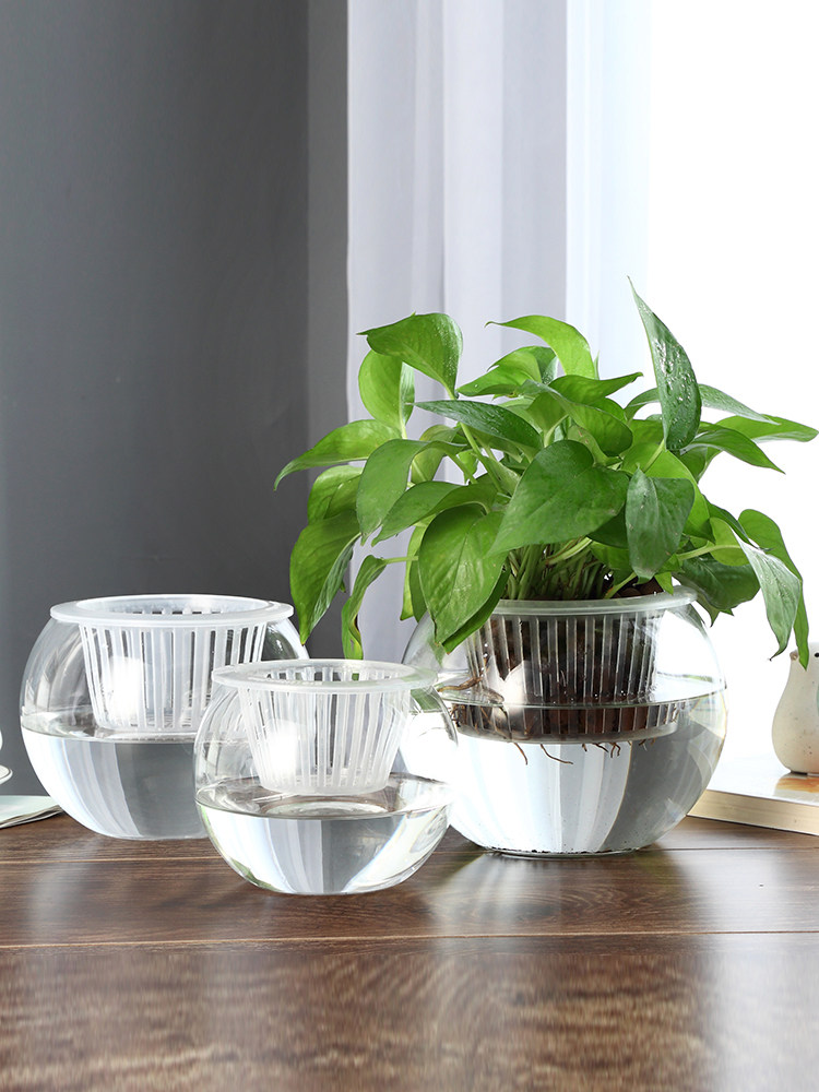 Hydroponic Glass Vase Glass Gr - Propagation Station Vase 评论和价格