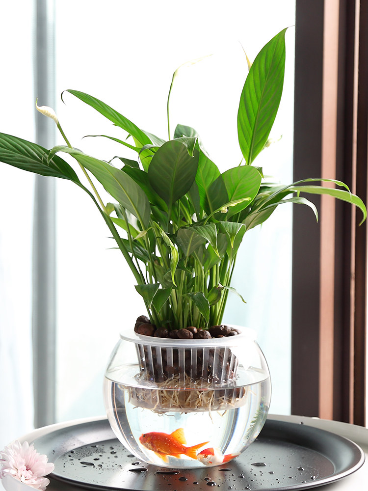 Hydroponic Glass Vase Glass Gr - Propagation Station Vase 评论和价格